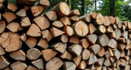 choosing and drying firewood