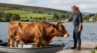 Cows are actually really good swimmers and in Ireland they’re taken by boat to graze on offshore islands.