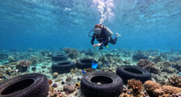 Florida’s Osborne Reef: 2 Million Tires Dumped in the Ocean to Build a ‘Revolutionary’ Reef… and It Wrecked the Marine Ecosystem