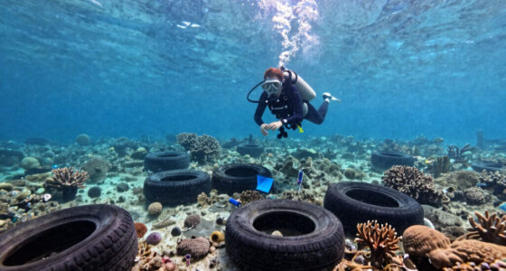 Florida’s Osborne Reef: 2 Million Tires Dumped in the Ocean to Build a ‘Revolutionary’ Reef… and It Wrecked the Marine Ecosystem