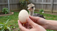 The moment an ostrich hatches from its egg.