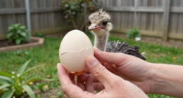 The moment an ostrich hatches from its egg.