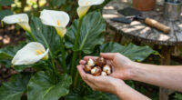 11 Best Calla Lily Bulbs in 2026