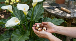 11 Best Calla Lily Bulbs in 2026