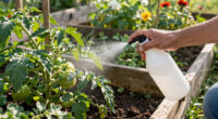 12 Best Garden Fungicides in 2026
