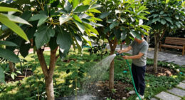 13 Best Small Shade Trees in 2026