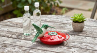 14 Best Hummingbird Feeders in 2026