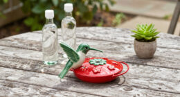 14 Best Hummingbird Feeders in 2026