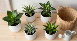 14 Best Indoor Plants in 2026