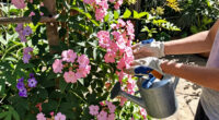 15 Best Flowering Vines in 2026