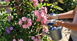 15 Best Flowering Vines in 2026