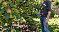 5 Fruit Trees to Grow if You’re Not Into High-Maintenance Edible Gardening