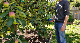 5 Fruit Trees to Grow if You’re Not Into High-Maintenance Edible Gardening