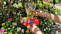 7 Best Butterfly Feeders in 2026