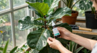 7 Best Fiddle Leaf Fig Care Products in 2026