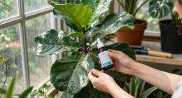 7 Best Fiddle Leaf Fig Care Products in 2026