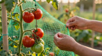 After Years of Cages, I Tried the Florida Weave Method for Trellising Tomatoes—and I’m Not Going Back