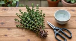 How To Harvest Thyme in Summer so it Keeps Growing – And to Get The Best Flavor