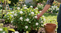 This Resilient Shrub Is Replacing Lavender in Cottage Gardens – It’s Practically Effortless, Pollinators Love It, and It Doesn’t Go Woody