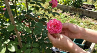 12 Best Thornless Rose Plants in 2026