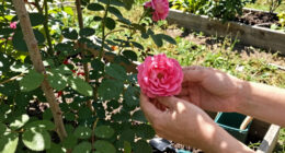 12 Best Thornless Rose Plants in 2026