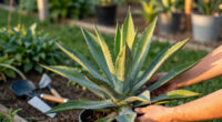 15 Best Heat Tolerant Perennial Plants in 2026