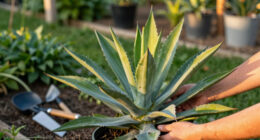 15 Best Heat Tolerant Perennial Plants in 2026