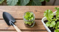 15 Best Lettuce Seeds in 2026