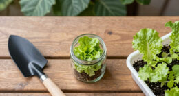 15 Best Lettuce Seeds in 2026