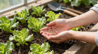 15 Best Lettuce Seeds in 2026