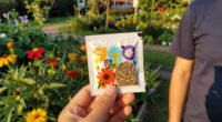 15 Best Pollinator Flower Seeds in 2026