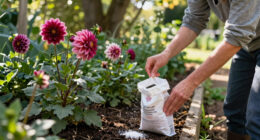 3 Best Dahlia Fertilizers in 2026
