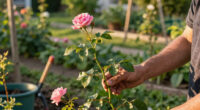 4 Best Thornless Rose Plants in 2026