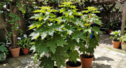 5 Best Patio Shade Plants in 2026