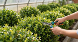 5 Privacy Shrubs That Don’t Become Fire Hazards In Summer – Say Goodbye To Crispy Hedges And Hello To Lush Alternatives