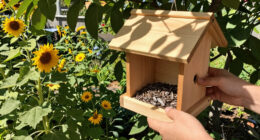 7 Best Bird Feeders in 2026