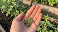 7 Best Stevia Seeds in 2026