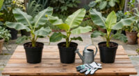9 Best Banana Plants for Gardens in 2026