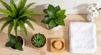 9 Best Bathroom Plants in 2026
