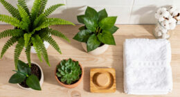 9 Best Bathroom Plants in 2026