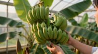 Bananas Sprout In Rayleigh Garden UK After 15 Years