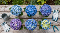 Hotter Summers Are Killing Traditional Hydrangeas – These 6 Gorgeous Alternatives Flourish In The Heat