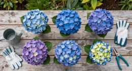 Hotter Summers Are Killing Traditional Hydrangeas – These 6 Gorgeous Alternatives Flourish In The Heat