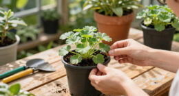 Houseplant hacks: can butterworts control fungus gnats?