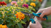 Make These 7 So-Called One-And-Done Flowers Bloom Again – This Simple Snip Creates A Gorgeous Second Flush