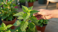 Mosquitoes Love Hiding in These 6 Types of Plants During Summer Heat – How to Keep Your Yard Bug-Free If You Already Grow Them