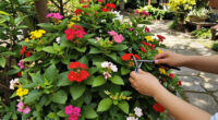 This Pretty Flowering Plant Forms A Natural Firebreak And It’s So Easy To Grow, Even For Beginner Gardeners