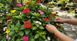 This Pretty Flowering Plant Forms A Natural Firebreak And It’s So Easy To Grow, Even For Beginner Gardeners