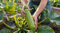 Why Your Zucchini Is Only Growing Duds – And The Simple Fix That Gets Fruits Forming Fast