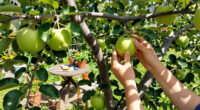 10 Best Self-Pollinating Fruit Trees in 2026